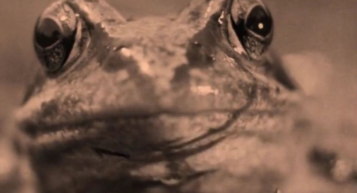 DAL PIANETA DEL CINEMA E DEGLI AUTORI