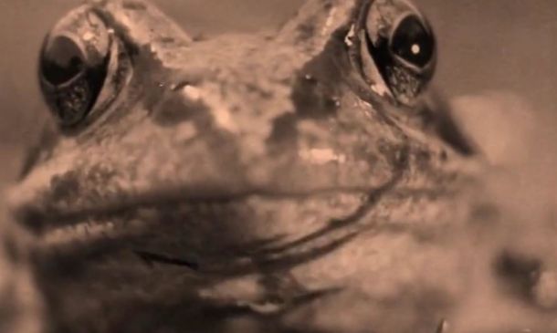 DAL PIANETA DEL CINEMA E DEGLI AUTORI